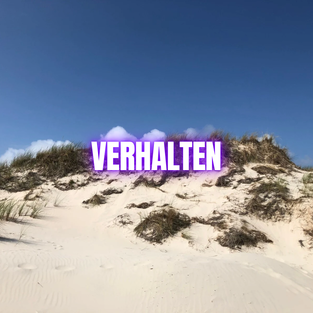 Verhaltensauffälligkeiten erkennen: Warnsignale für innere Dysbalance & alte Überlebensmuster