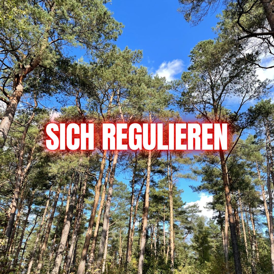 Was bedeutet es, bei Trauma mit Körper, Emotionen, Identität und Regulation zu arbeiten?