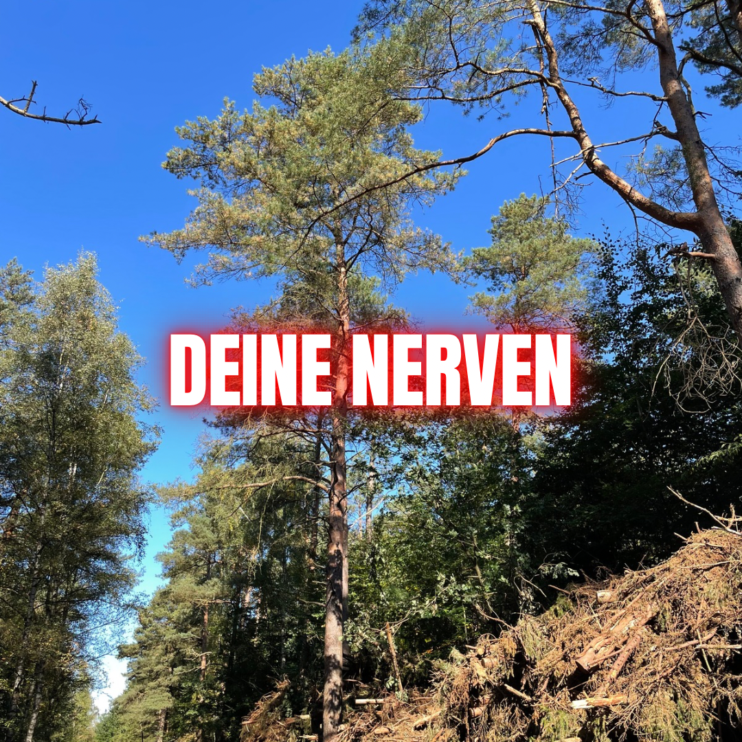 Traumasensible Begleitung & Nervensystem-Regulation: Der Weg zurück zu dir